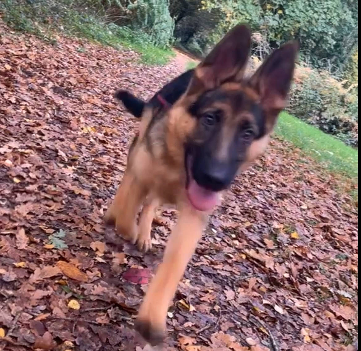 Red joined the competition — help win amazing prizes! belgian_shepherd_malinois, canidae, carnivore, dog, dog_breed, east_european_shepherd, fawn, fur, german_shepherd_dog, herding_dog, king_shepherd, old_german_shepherd_dog, plant, snout, soil, terrestrial_animal, tree, wood, working_animal, working_dog