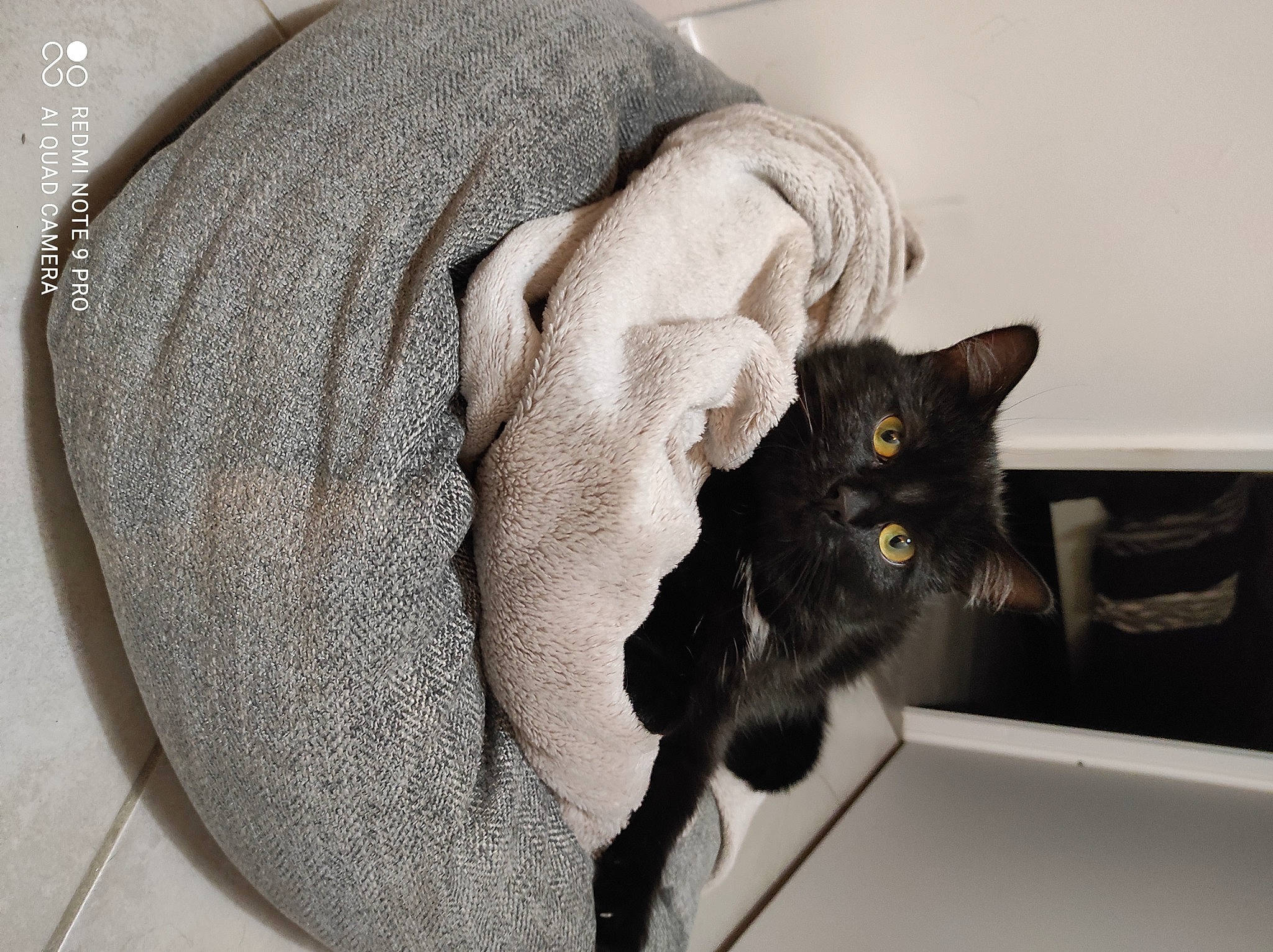 Socrate a rejoint le concours — aidez-le/la à gagner de superbes lots ! bag, black_cat, carnivore, cat, comfort, domestic_short_haired_cat, fashion_accessory, felidae, fur, grey, luggage_and_bags, room, small_to_medium_sized_cats, snout, tail, thread, whiskers, wool, woolen, woven_fabric