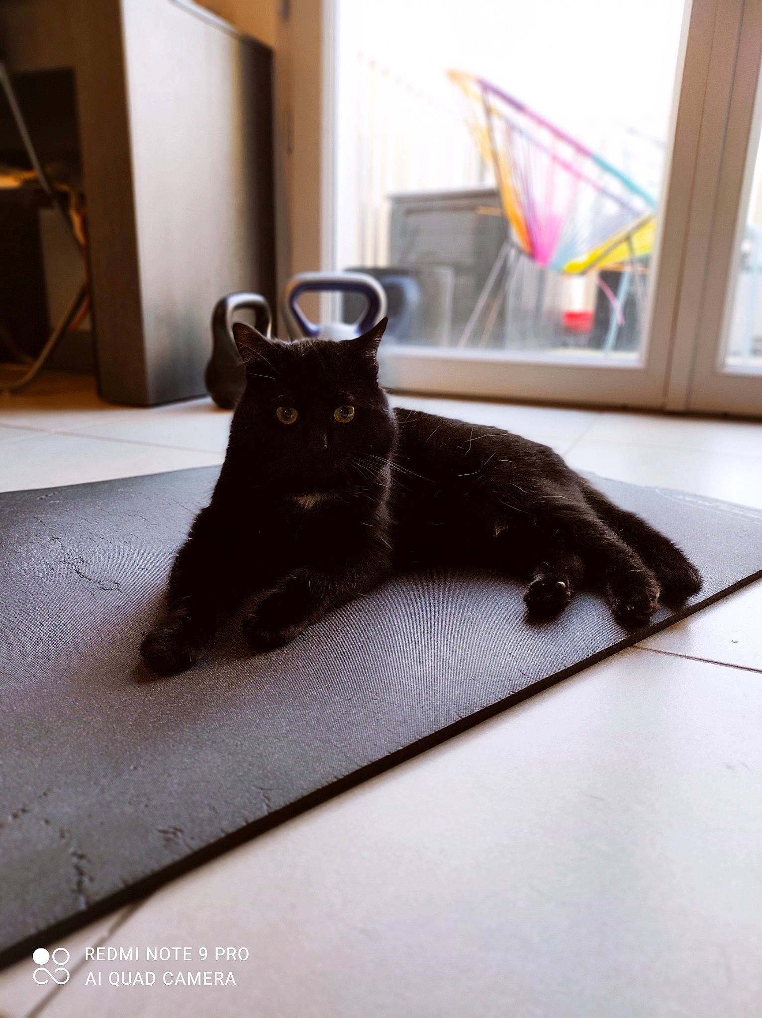Socrate participe au concours pour gagner de l'argent avec cette photo : black_cat, bombay, carnivore, cat, comfort, domestic_short_haired_cat, felidae, floor, flooring, fur, grey, hardwood, mammal, rectangle, small_to_medium_sized_cats, snout, tail, whiskers, window, wood
