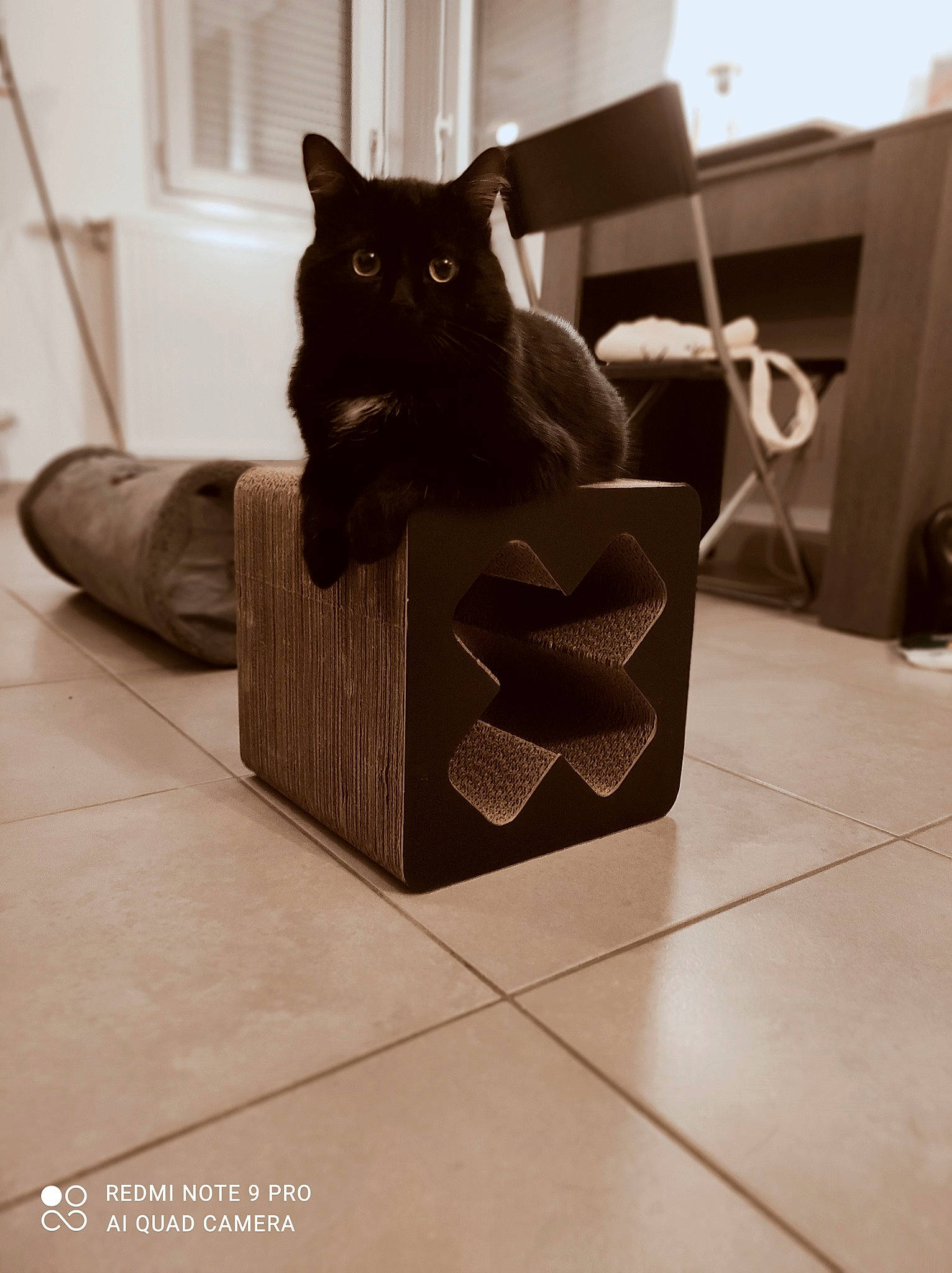 Socrate a rejoint le concours — aidez-le/la à gagner de superbes lots ! black_cat, bombay, box, cardboard, carnivore, cat, comfort, domestic_short_haired_cat, felidae, floor, flooring, grey, hardwood, packaging_and_labeling, pet_supply, small_to_medium_sized_cats, snout, tail, whiskers, wood