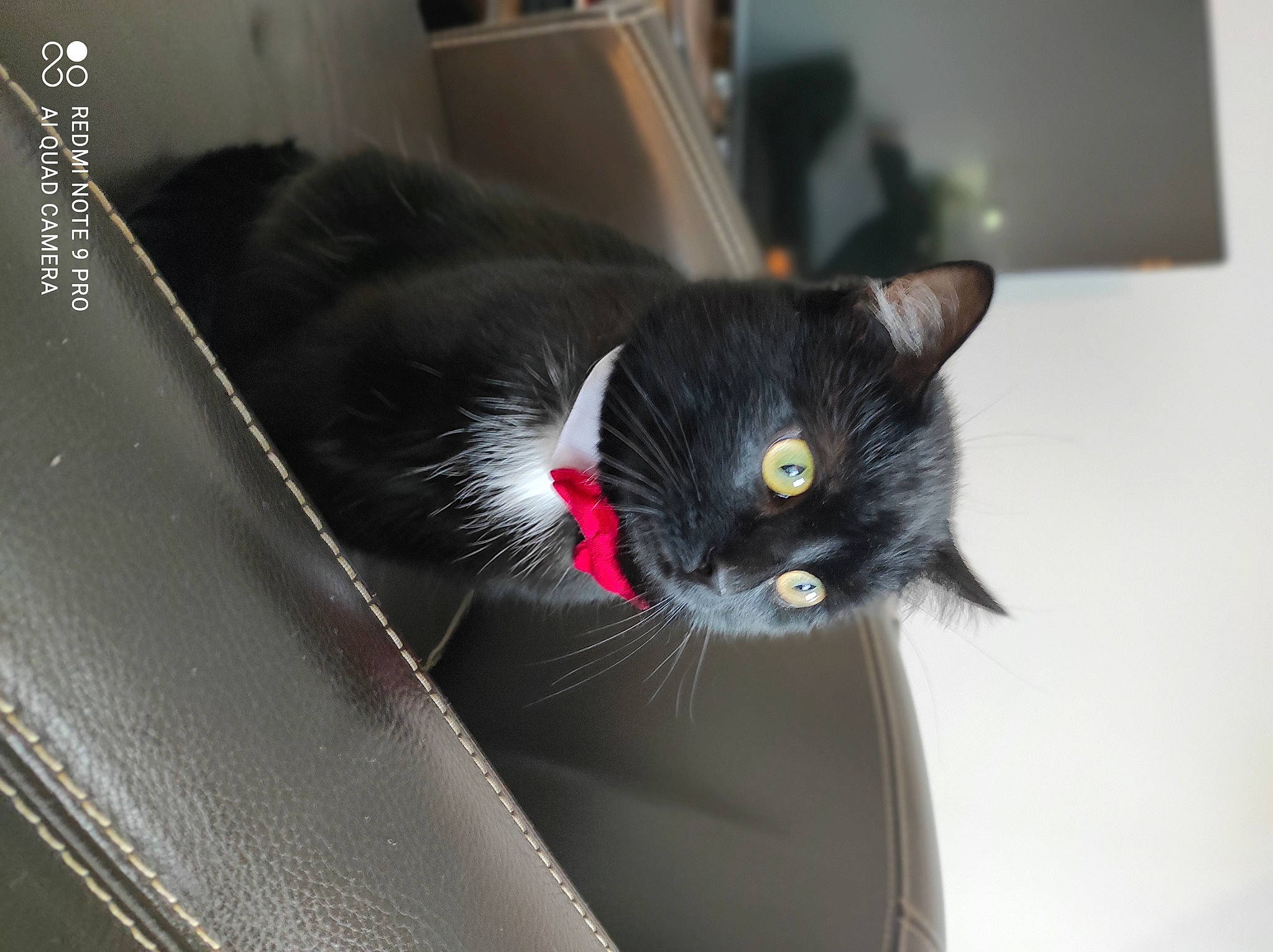 Socrate a rejoint le concours — aidez-le/la à gagner de superbes lots ! black_cat, bombay, box, carnivore, cat, claw, comfort, domestic_short_haired_cat, felidae, fur, small_to_medium_sized_cats, snout, tail, whiskers, window, windshield