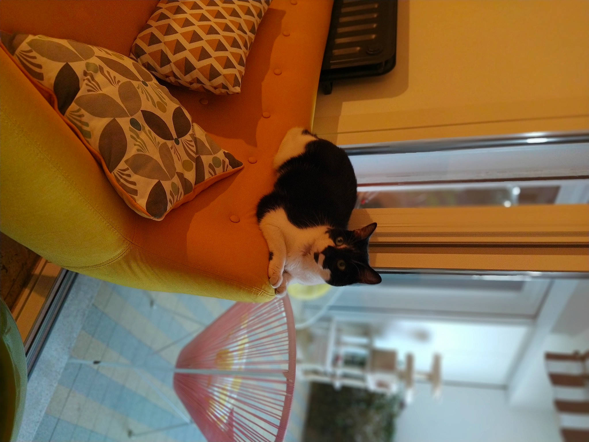 Enky participe au concours pour gagner de l'argent avec cette photo : canidae, carnivore, cat, cool, dog, fawn, felidae, interior_design, lighting_accessory, non_sporting_group, sporting_group, tints_and_shades, toy_dog, yellow