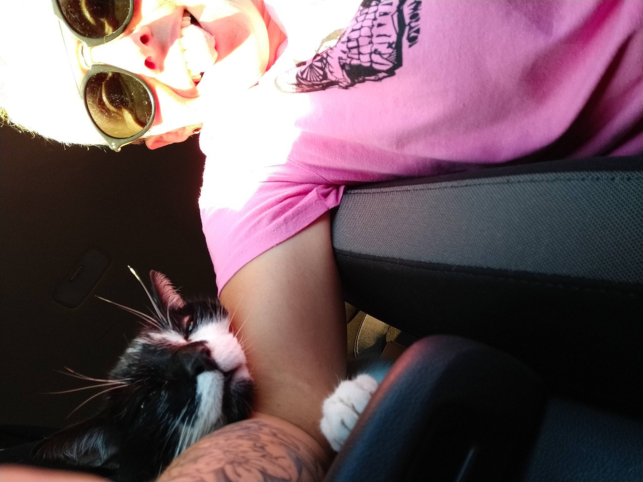 Enky a rejoint le concours — aidez-le/la à gagner de superbes lots ! black_hair, canidae, carnivore, cat, ear, eyewear, felidae, fur, glasses, human_leg, lap, leg, mouth, non_sporting_group, pink, sitting, small_to_medium_sized_cats, sunglasses, thigh, whiskers