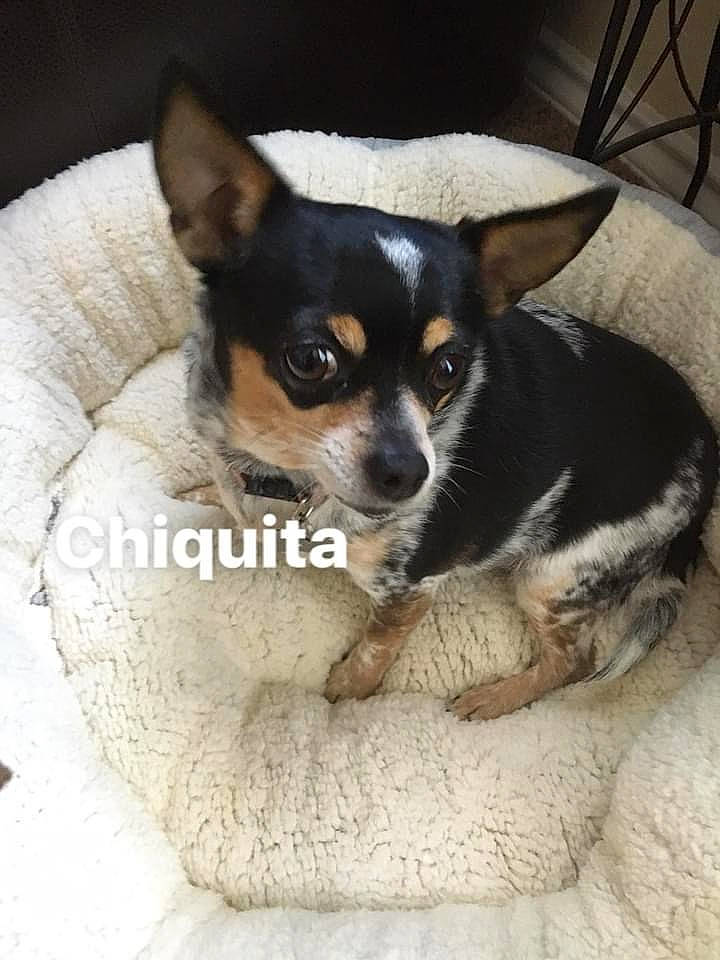 Chiquita is registered to the contest to win money with this photo: bored, canidae, carnivore, comfort, companion_dog, dog, dog_breed, ear, fawn, fur, paw, puppy, snout, sporting_group, terrestrial_animal, toy_dog, whiskers, working_animal, working_dog
