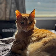 Sunkist is registered to the contest to win money with this photo: cat, ginger_cat, pet, animal, indoor, bed, striped_bedspread, sunlight, window, relaxing, fur, whiskers, ears, portrait, feline, cozy, domestic, resting, soft_light, close_up