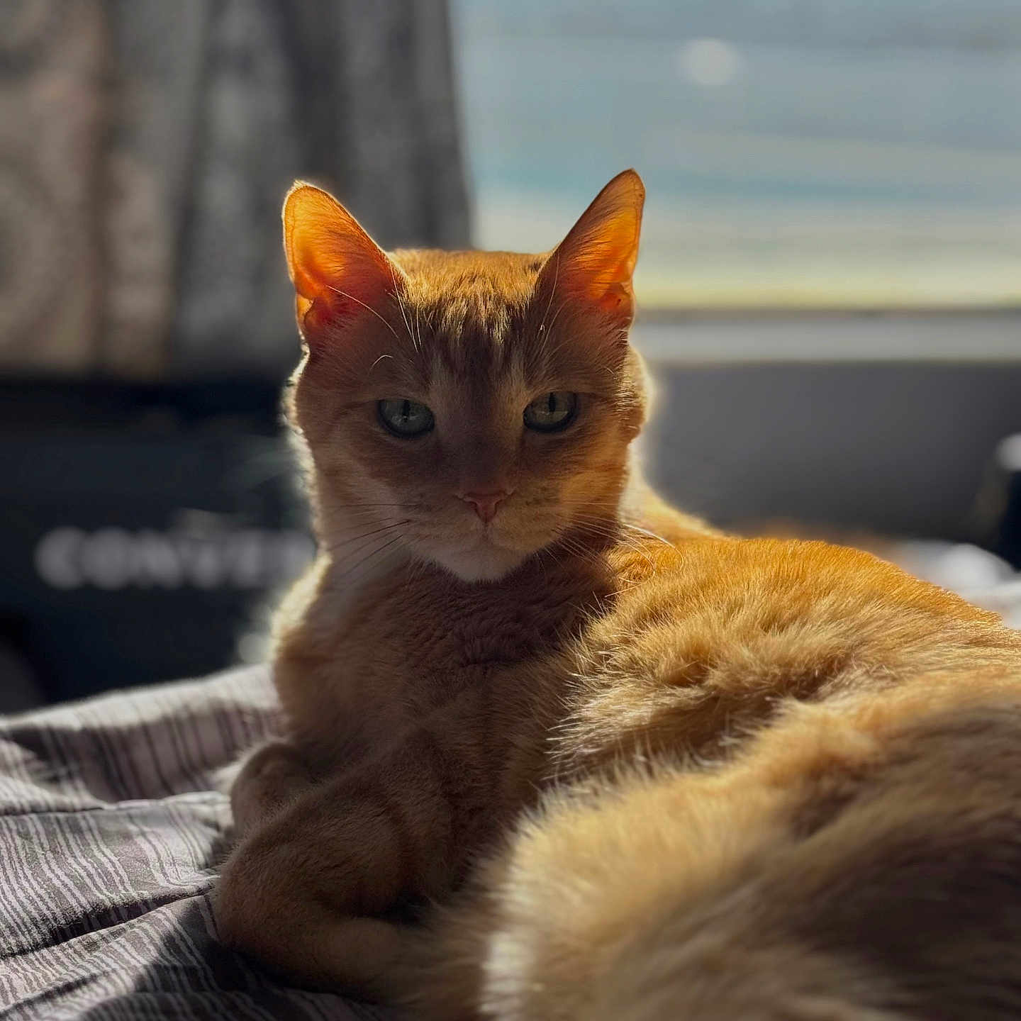 Sunkist is registered to the contest to win money with this photo: animal, bed, cat, close_up, cozy, domestic, ears, feline, fur, ginger_cat, indoor, pet, portrait, relaxing, resting, soft_light, striped_bedspread, sunlight, whiskers, window