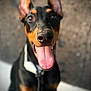 dog, doberman, black_and_tan, pet, animal, tongue_out, happy, ears_up, collar, close_up, portrait, canine, outdoor, blurred_background, focus_on_face, alert, friendly, black_fur, brown_fur, leash
