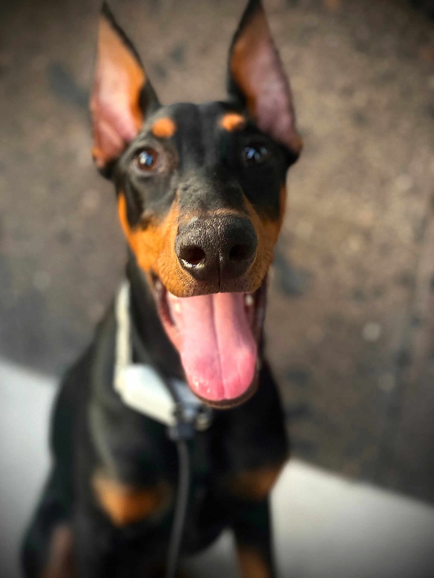 Zorro