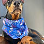 animal, bandana, black, blue, brown, canine, close_up, cute, doberman, dog, domestic_animal, ears, fur, indoor, lying_down, paw, pet, portrait, relaxed, snout