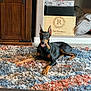 animal, black_and_tan, canine, carpet, chewing, cozy, cushion, cute, decor, doberman, dog, floor, home, indoor, lying_down, pet, playful, puppy, rug, wooden_furniture