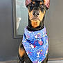 alert, animal, bandana, black_and_tan, blue_bandana, canine, closeup, companion, doberman, dog, ears_up, fireworks_pattern, fur, leash, muzzle, outdoor, pet, portrait, snoopy, snout