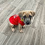 adorable, animal, canine, cute, dog, ears, eyes, floor, fur, indoor, looking_up, nose, paws, pet, puppy, red_shirt, sitting, small_dog, wooden_floor, young_dog