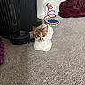 Melody is registered to the contest to win money with this photo: animal, blanket, carpet, cat, coil_toy, curious, cute, domestic, ears, feline, floor, fur, indoor, orange_and_white, pet, pet_feeder, red_blanket, resting, toy, whiskers