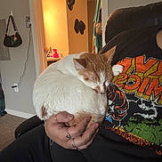 Melody is registered to the contest to win money with this photo: cat, sleeping, hand, person, tshirt, orange, white, feline, indoor, cozy, furniture, room, carpet, wall, doorway, light, rings, jewelry, relaxing, closeup