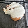 Melody is registered to the contest to win money with this photo: animal, bed, blanket, cat, cozy, curled_up, cute, domestic, feline, fur, home, indoor, orange_fur, paw, pet, quiet, relaxed, resting, sleeping, white_fur