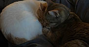 Melody is registered to the contest to win money with this photo: animal, bedroom, blanket, cat, cats, cozy, domestic_animal, fur, indoor, pet, quiet, relax, rest, sleeping, snuggle, soft, tabby_cat, two_cats, warm, white_cat