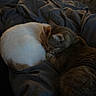 animal, bedroom, blanket, cat, cats, cozy, domestic_animal, fur, indoor, pet, quiet, relax, rest, sleeping, snuggle, soft, tabby_cat, two_cats, warm, white_cat