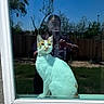 cat, window, reflection, person, glass, outdoor, backyard, fence, tree, grass, sunlight, animal, pet, domestic_cat, white_cat, orange_cat, portrait, sitting, daytime, nature