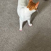Melody joined the competition — help win amazing prizes! animal, carpet, cat, claws, cute, domestic_cat, ears, feline, floor, fur, home, indoor, looking_away, mammal, orange_cat, pet, pink_claws, standing, whiskers, white_cat