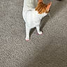 animal, carpet, cat, claws, cute, domestic_cat, ears, feline, floor, fur, home, indoor, looking_away, mammal, orange_cat, pet, pink_claws, standing, whiskers, white_cat