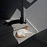 cat, cats, staircase, carpet, indoor, shadow, sunlight, white_cat, black_cat, orange_cat, relaxing, pet, animal, texture, wall, handrail, resting, feline, quiet, cozy