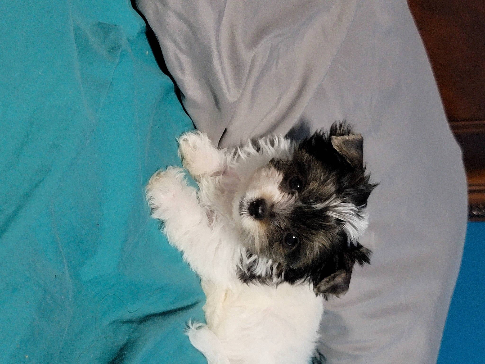 Churro joined the competition — help win amazing prizes! canidae, carnivore, companion_dog, dog, dog_breed, dog_supply, fur, maltepoo, non_sporting_group, puppy, shih_poo, sleeve, small_terrier, sporting_group, t_shirt, tail, terrier, toy, toy_dog