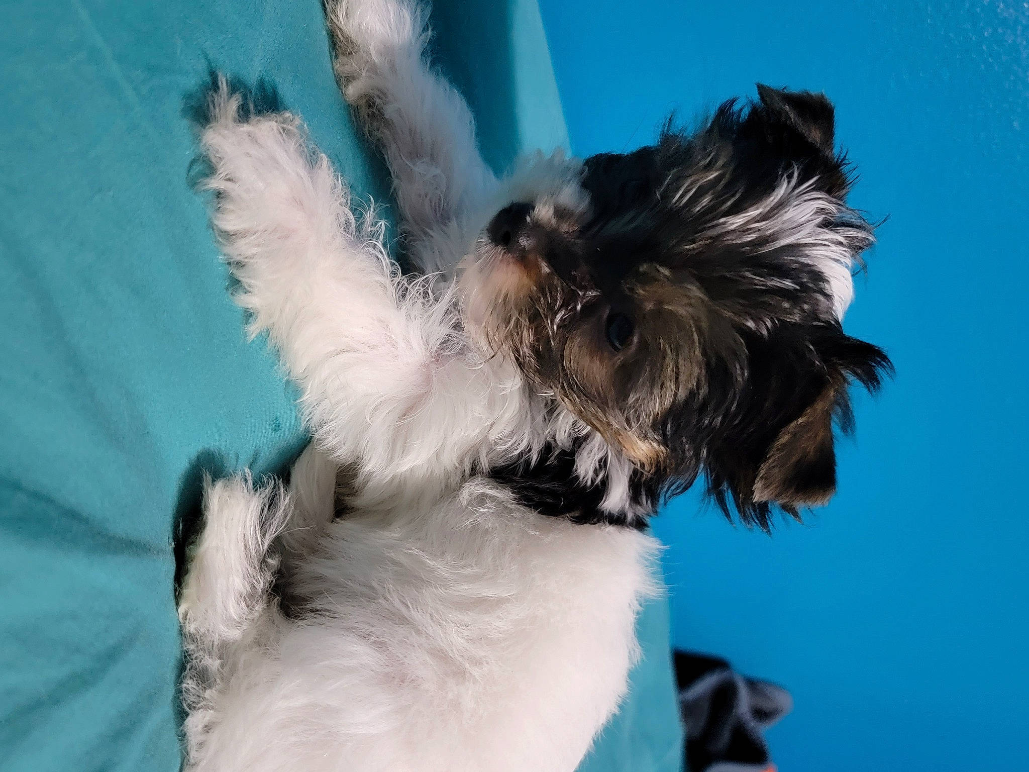 Churro is registered to the contest to win money with this photo: canidae, carnivore, collar, companion_dog, dog, dog_breed, dog_collar, dog_supply, ear, electric_blue, fawn, fur, liver, pet_supply, snout, sporting_group, tail, terrier, toy_dog, working_animal