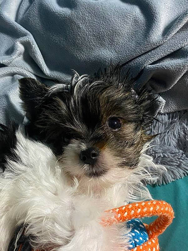 Churro joined the competition — help win amazing prizes! canidae, carnivore, companion_dog, dog, dog_breed, dog_supply, fur, liver, maltepoo, pattern, puppy_love, shih_tzu, sleeve, small_terrier, snout, sporting_group, terrier, toy_dog, whiskers, working_animal