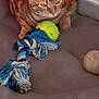 cat, orange_tabby, pet_bed, toy, tennis_ball, rope_toy, indoor, floor, tile_floor, animal, feline, playful, resting, curious, domestic_cat, fur, whiskers, ears, paws, corner