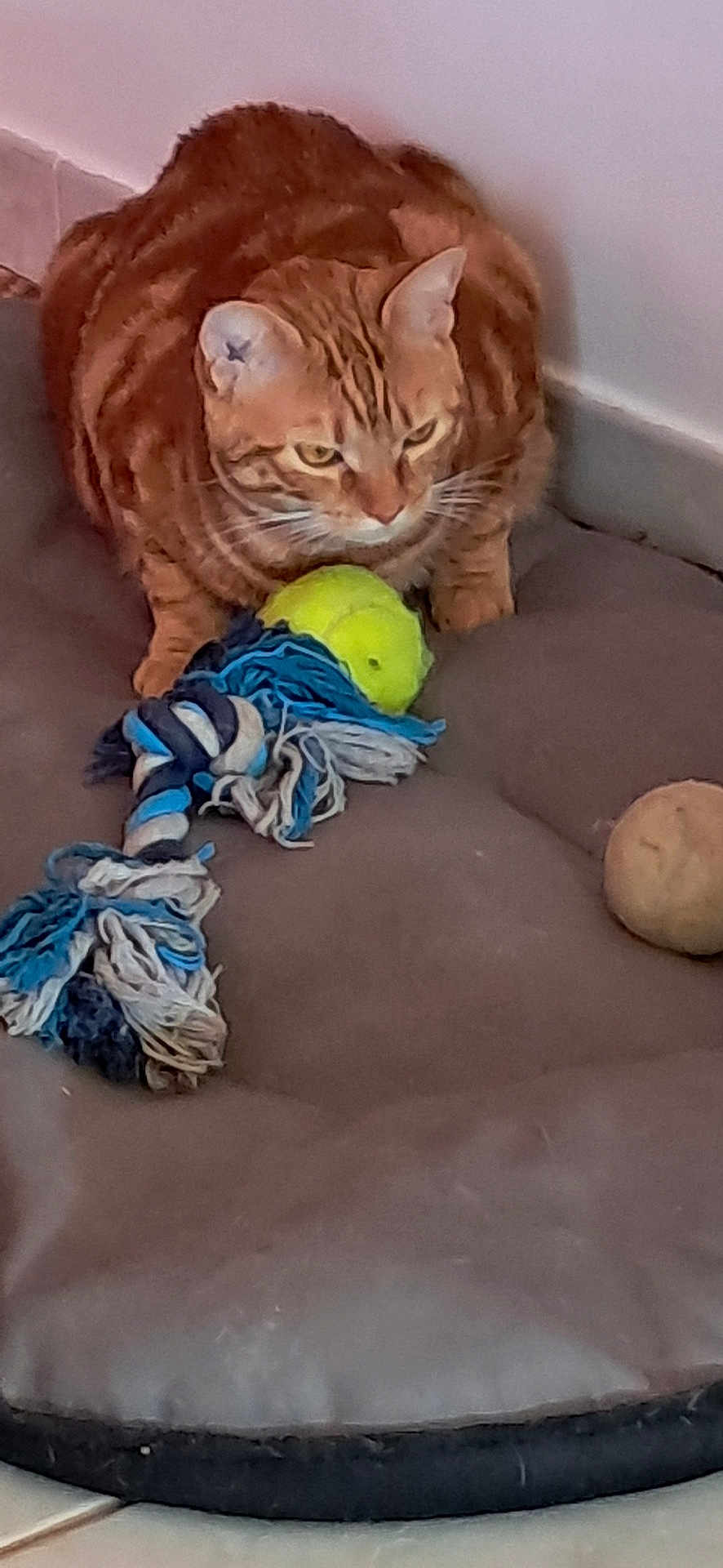 Tyna a rejoint le concours — aidez-le/la à gagner de superbes lots ! cat, orange_tabby, pet_bed, toy, tennis_ball, rope_toy, indoor, floor, tile_floor, animal, feline, playful, resting, curious, domestic_cat, fur, whiskers, ears, paws, corner