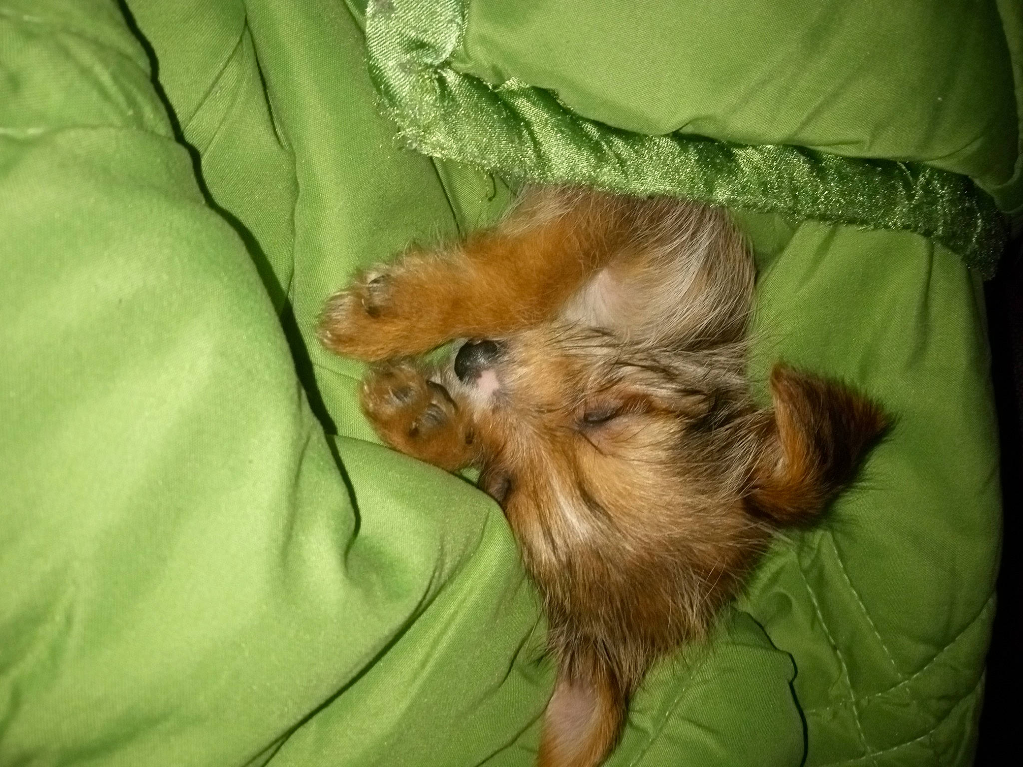 Izzy joined the competition — help win amazing prizes! canidae, carnivore, comfort, companion_dog, dog, dog_breed, fawn, fur, liver, nap, puppy, small_terrier, snout, sporting_group, terrestrial_animal, terrier, toy_dog, working_animal