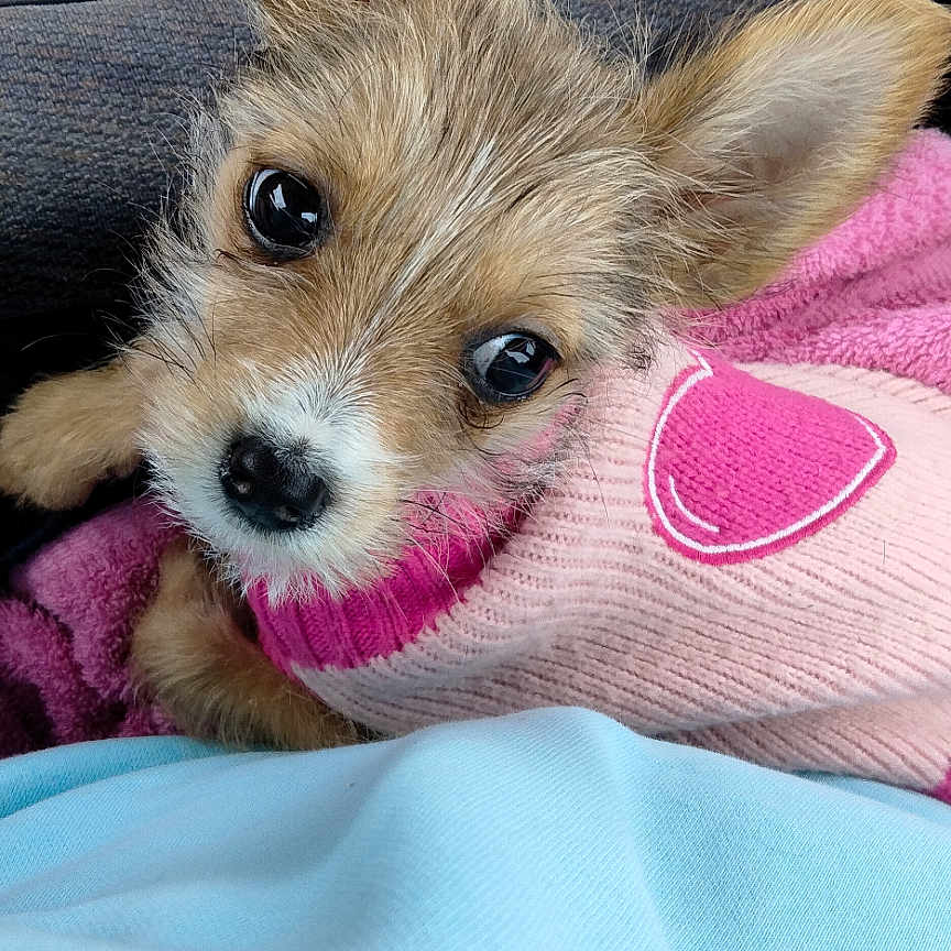 Izzy joined the competition — help win amazing prizes! accessories, animal, bag, blanket, canine, chihuahua, cockerspaniel, couch, cushion, dog, furniture, handbag, homedecor, machine, papillon, person, pet, puppy, spoke, terrier