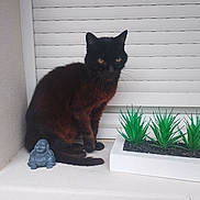 Boulette a rejoint le concours — aidez-le/la à gagner de superbes lots ! abyssinian, animal, baby, blackcat, cat, face, head, jar, kitten, manx, person, pet, plant, planter, pottedplant, pottery, soil, vase, window, windowsill