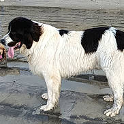 Teal'C a rejoint le concours — aidez-le/la à gagner de superbes lots ! dog, beach, muddy, wet_sand, black_and_white, brown, tongue_out, outdoor, animal, pet, standing, lying_down, fur, canine, nature, playful, two_dogs, daytime, messy, happy