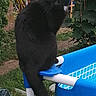backyard, black_cat, blue, cat, closeup, garden, grass, greenery, ladder, outdoor, pet, plastic_frame, pool, pool_frame, portrait, sitting, summer, tail, vegetation, yellow_eyes