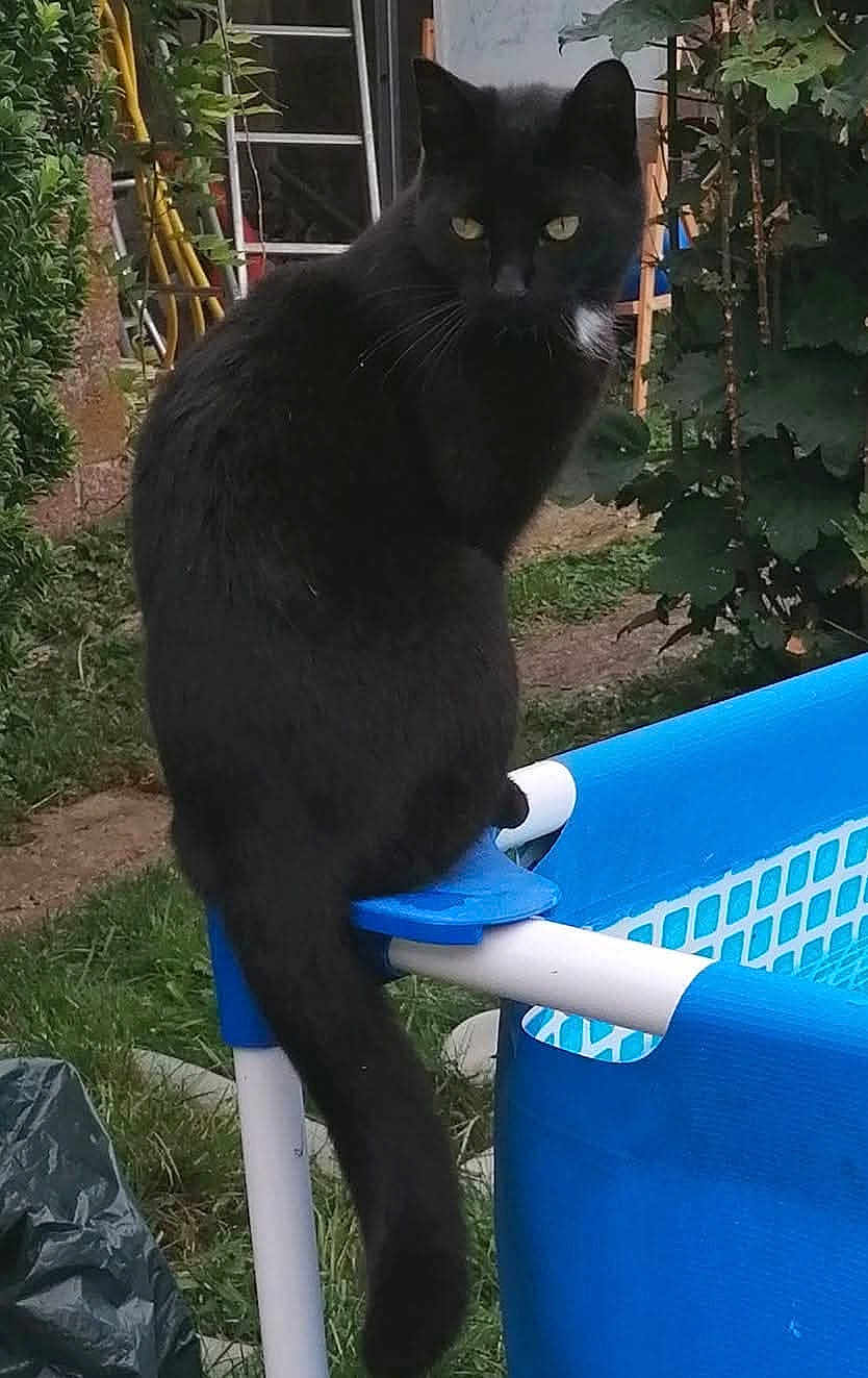 Félix participe au concours pour gagner de l'argent avec cette photo : cat, black_cat, yellow_eyes, tail, sitting, pool, pool_frame, blue, backyard, garden, grass, outdoor, ladder, vegetation, pet, closeup, portrait, plastic_frame, greenery, summer