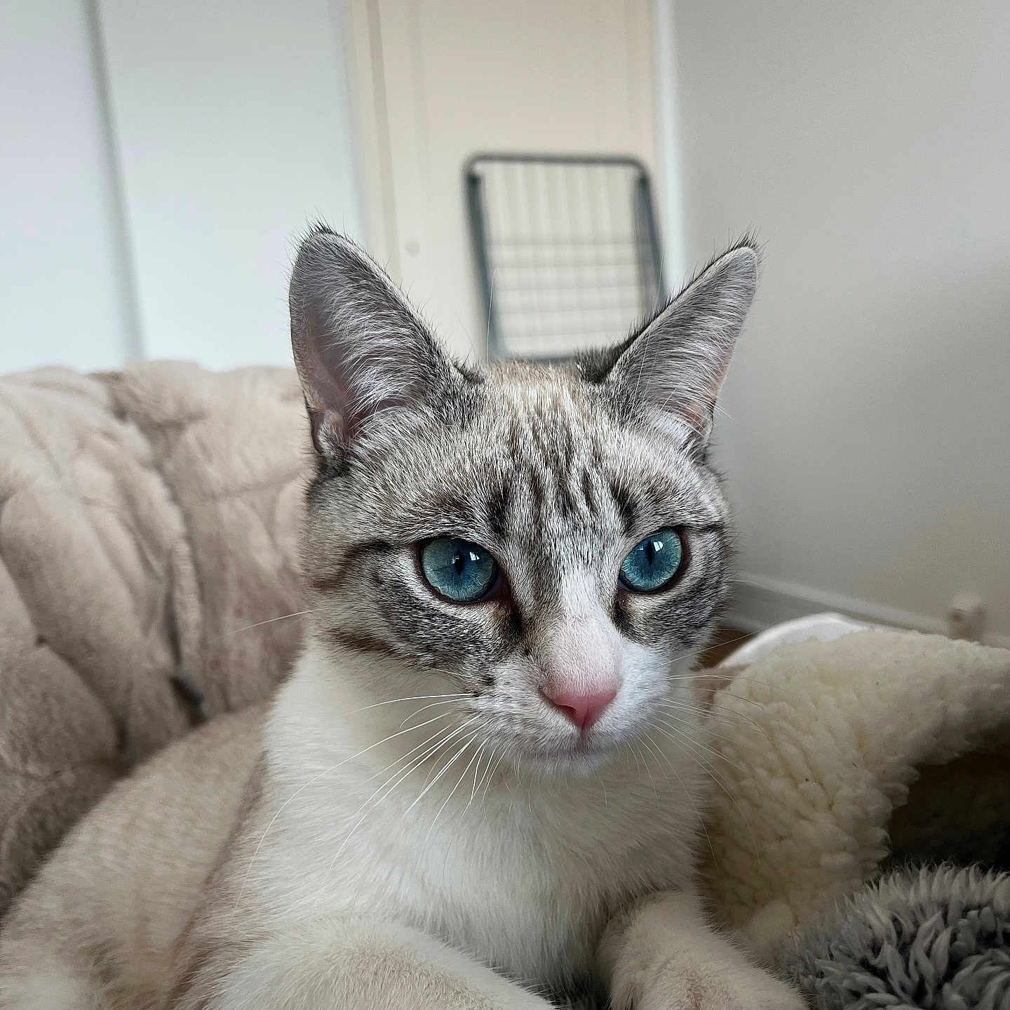 Uno a rejoint le concours — aidez-le/la à gagner de superbes lots ! animal, blanket, blue_eyes, calm, cat, close_up, comfort, cozy, cute, feline, fur, home, indoor, mammal, paws, pet, relaxed, resting, soft_texture, whiskers