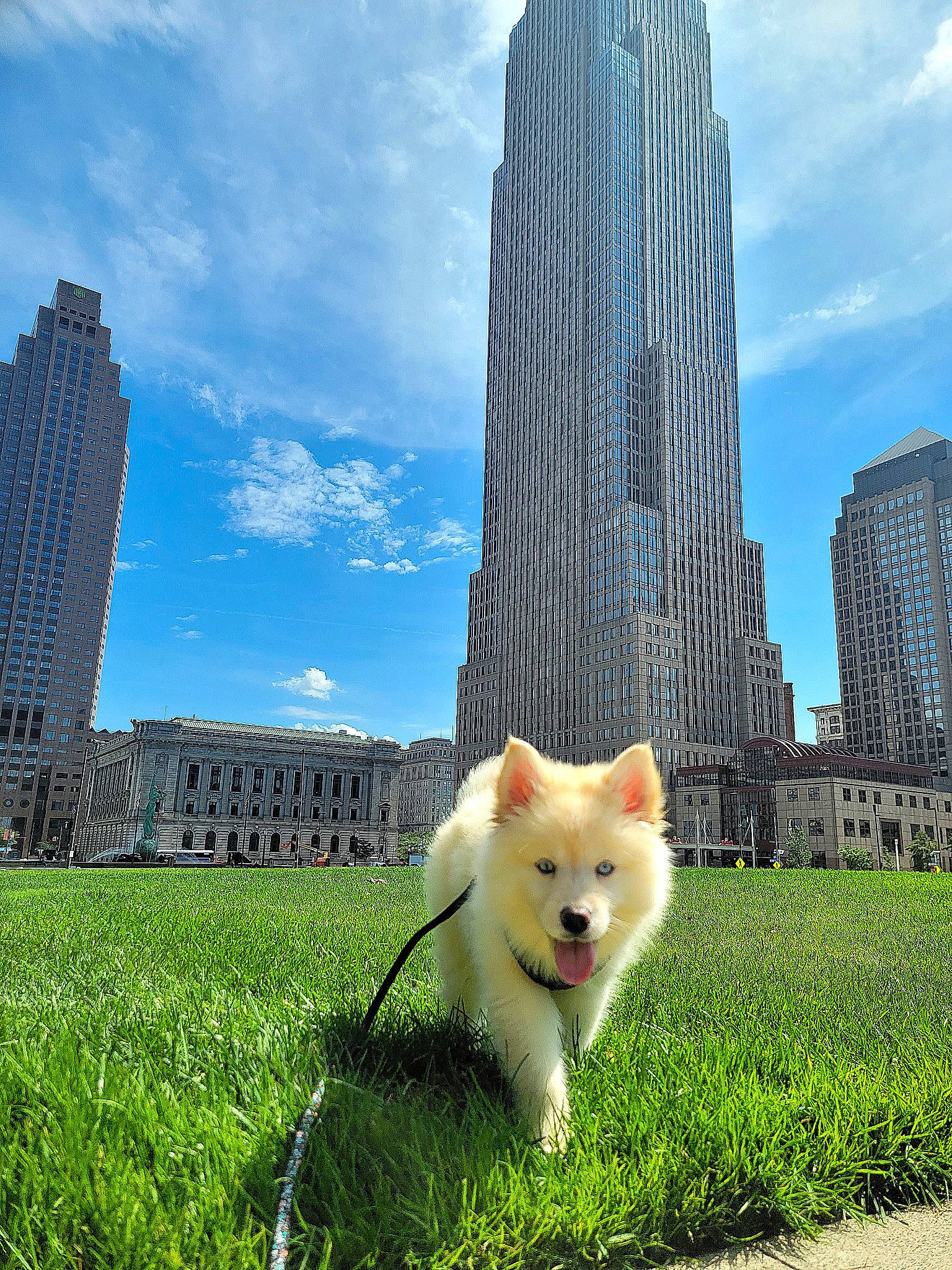 Aurora joined the competition — help win amazing prizes! building, carnivore, city, cloud, companion_dog, dog, dog_breed, fawn, felidae, grass, grass_family, line, morning, plant, sky, skyscraper, sunlight, tower, tower_block, tree