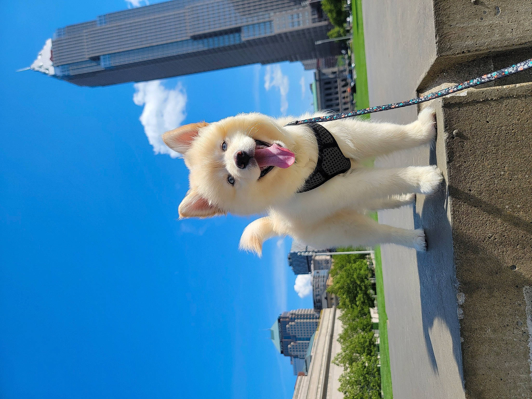 Aurora joined the competition — help win amazing prizes! art, azure, building, canidae, carnivore, cat, companion_dog, dog_breed, eyewear, facade, felidae, fun, plant, sky, small_to_medium_sized_cats, sporting_group, tail, tree