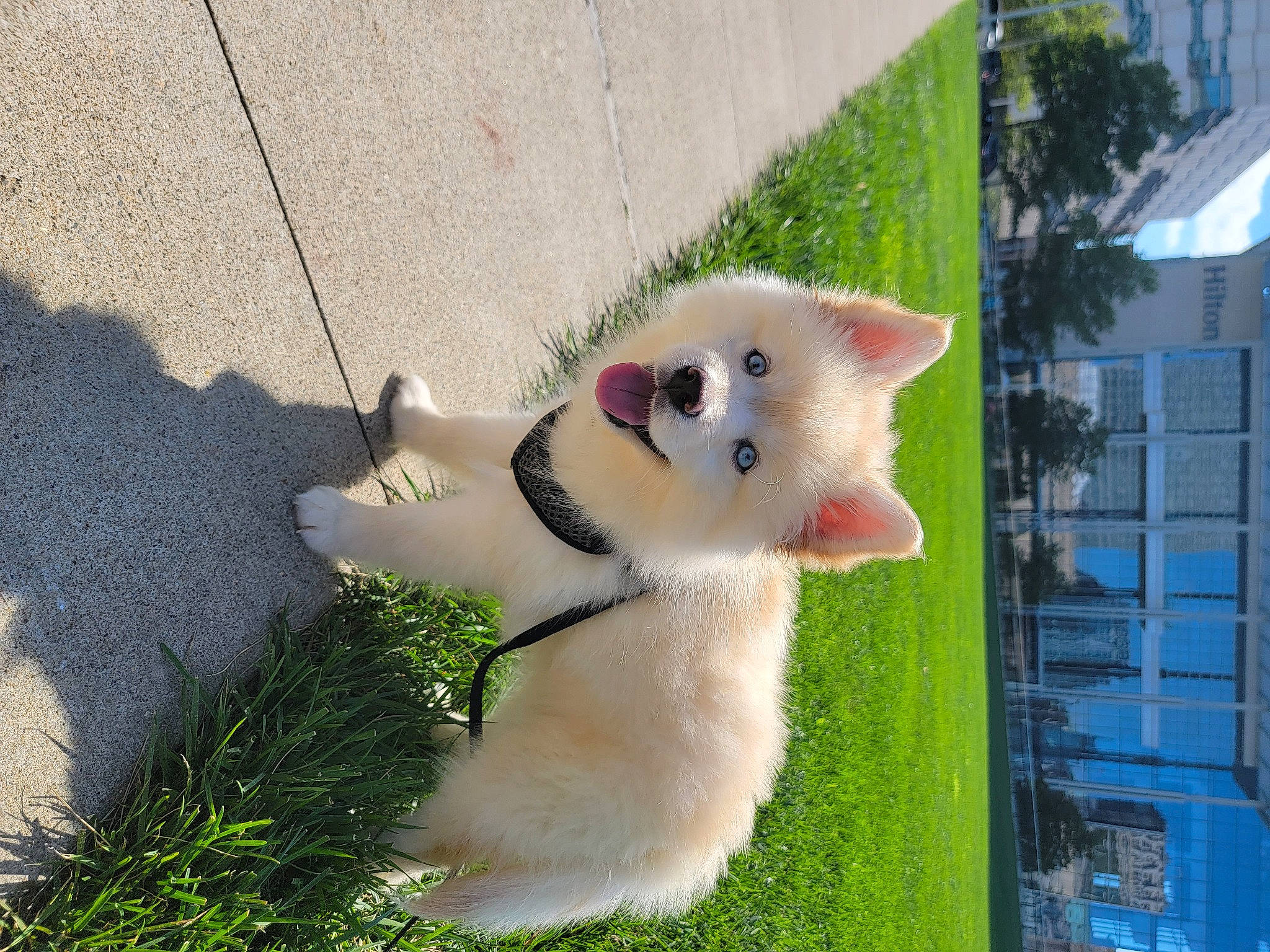 Aurora joined the competition — help win amazing prizes! canidae, carnivore, collar, companion_dog, dog, dog_breed, fawn, fur, grass, non_sporting_group, plant, road_surface, snout, spitz, sporting_group, tail, tree, whiskers, window, working_animal