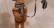 Roky a rejoint le concours — aidez-le/la à gagner de superbes lots ! animal, beige_background, brown, canine, curly_fur, cute, dog, fashion, fur, harness, indoor, leash, leopard_print, looking_up, pet_accessory, playful, small_dog, standing, studio, tongue_out