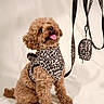 Roky participe au concours pour gagner de l'argent avec cette photo : animal, bandana, brown_dog, curly_hair, cute, dog, fashion, happy, harness, indoor, leash, leopard_print, pet, pet_accessory, portrait, pouch, sitting, small_dog, studio_shot, tongue_out