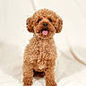 animal, brown_dog, canine, companion, curly_fur, cute, dog, domestic_animal, fluffy, friendly, fur, happy, indoors, mammal, pet, portrait, sitting, small_dog, studio, tongue_out