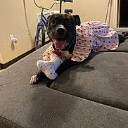 Cookie joined the competition — help win amazing prizes! dog, black_dog, dress, toy, bone_shaped_toy, couch, indoor, bicycle, mop, happy, pet, smiling, animal, furniture, home, floor, wall, decor, playful, resting