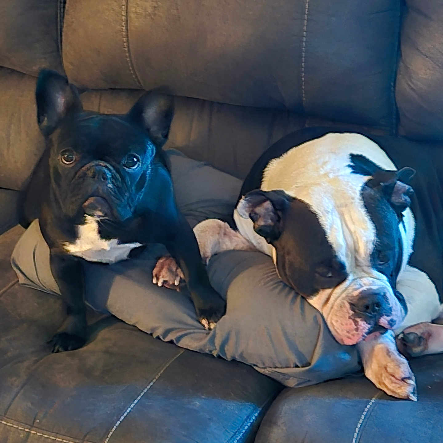 Berni And Tbeaux joined the competition — help win amazing prizes! animal, black_dog, companion, couch, cute, dog, domestic, ears, friendship, fur, indoor, leather, paw, pets, pillow, relaxation, resting, sleeping, snout, white_and_black_dog