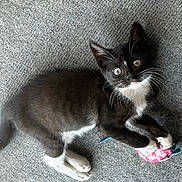 Oreo joined the competition — help win amazing prizes! cat, kitten, black_and_white, toy, mouse_toy, carpet, indoor, pet, playful, animal, whiskers, paws, fur, cute, young, small, lying_down, looking_up, domestic_cat, feline
