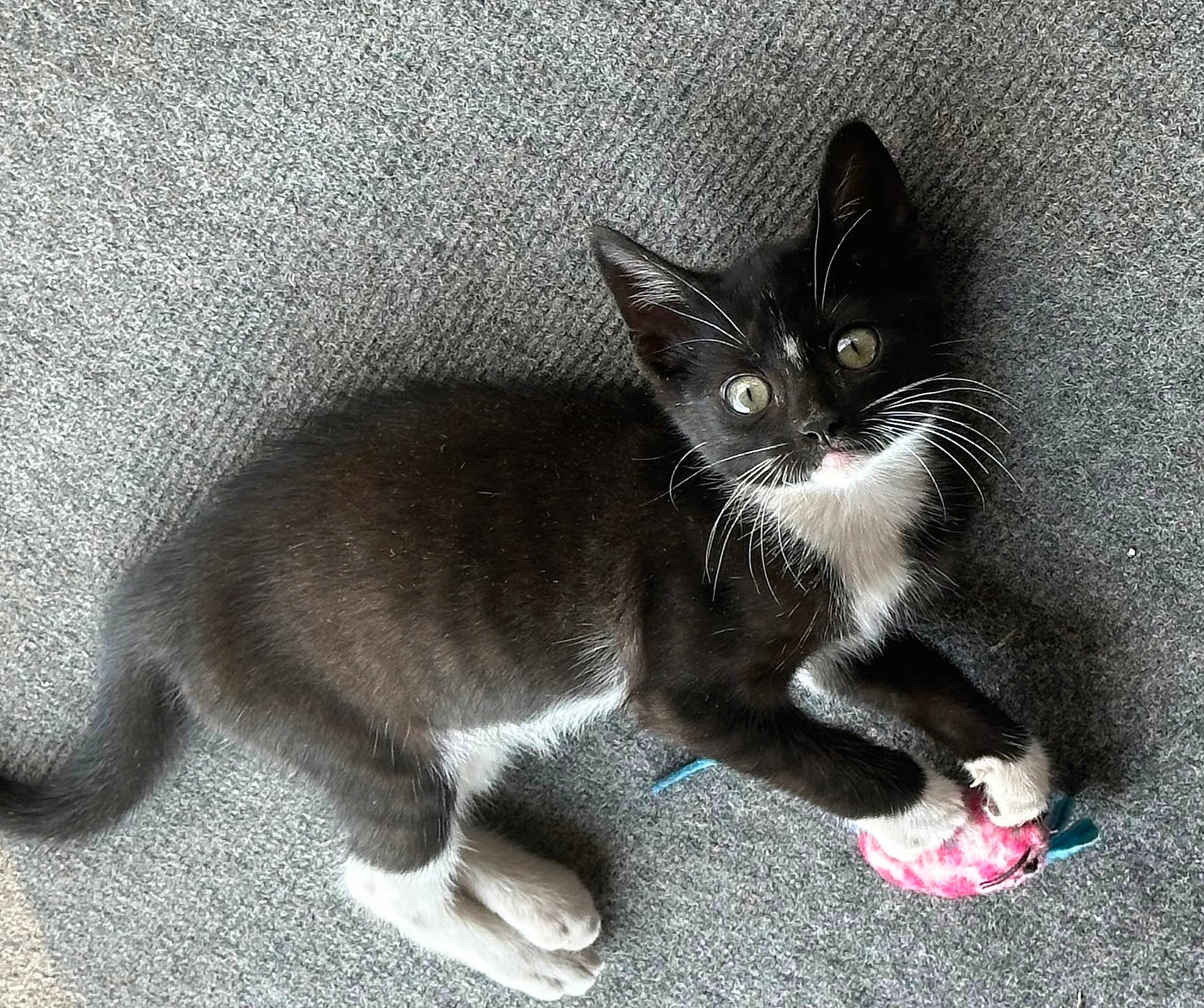Oreo