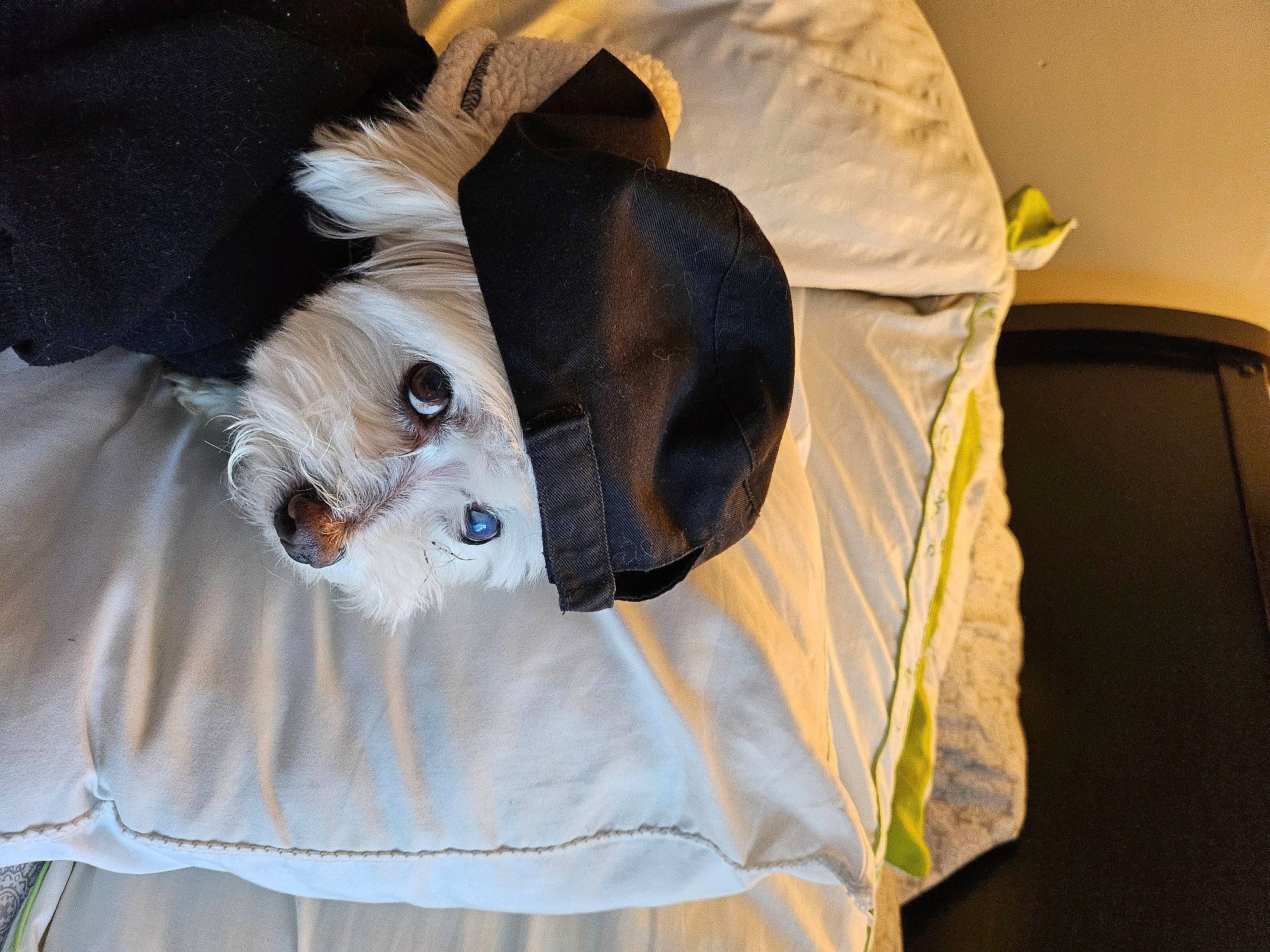 Zander joined the competition — help win amazing prizes! bag, bed, carnivore, comfort, companion_dog, dog_breed, dog_clothes, eyewear, fashion_accessory, fawn, fur, linens, plush, sleeve, snout, stuffed_toy, sunglasses, t_shirt, toy, working_animal