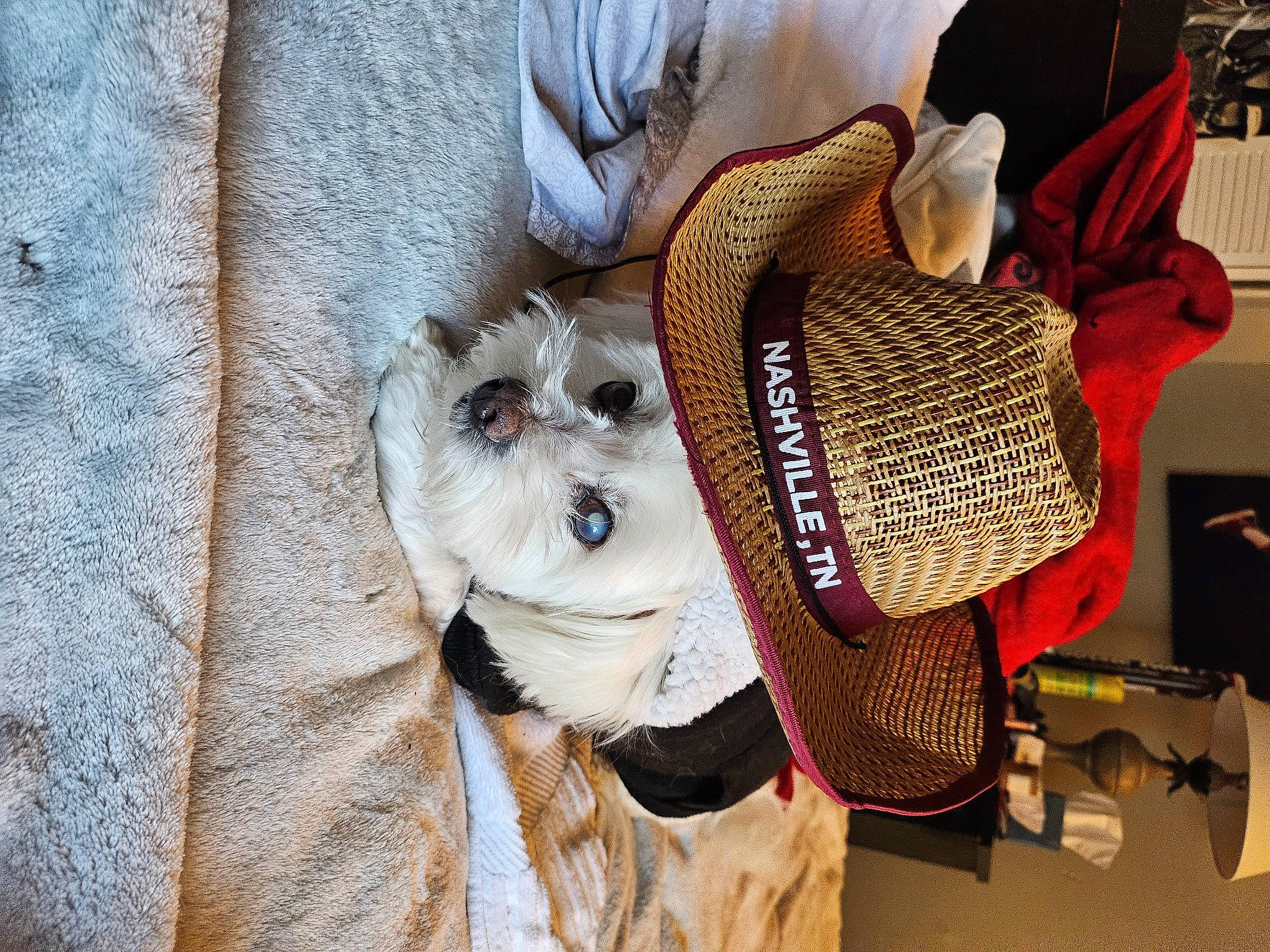 Zander is registered to the contest to win money with this photo: audio_equipment, bag, carnivore, companion_dog, costume_hat, dog, dog_breed, eyewear, fedora, glasses, goggles, hat, helmet, luggage_and_bags, personal_protective_equipment, stuffed_toy, sun_hat, sunglasses, textile, working_animal