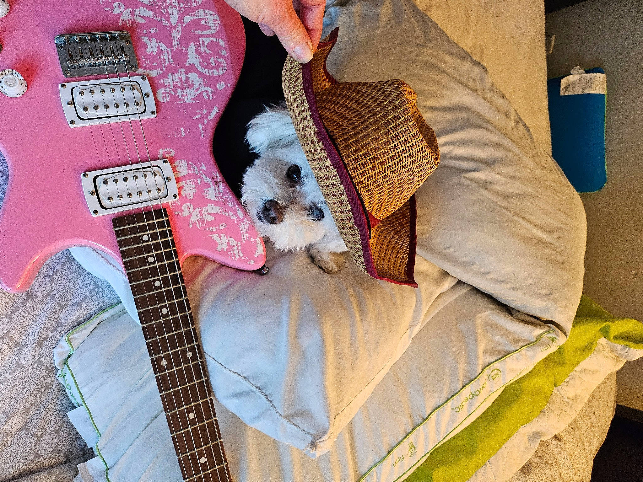 Zander joined the competition — help win amazing prizes! carnivore, comfort, companion_dog, dog, dog_breed, electric_guitar, fawn, felidae, guitar, guitar_accessory, linens, musical_instrument, plucked_string_instruments, sporting_group, string_instrument, string_instrument_accessory, stuffed_toy, textile, toy, toy_dog